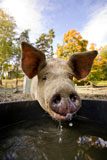 A+pig+drinking+at+a+watering+bowl+