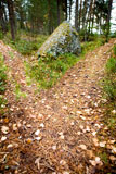 A+path+is+split+in+the+forest+with+two+options+