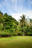 A+tropical+back+yard+with+grass+and+palm+trees+