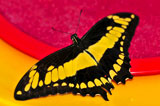 Giant+swallowtail+butterfly+with+open+wings+and+yellow+markings+