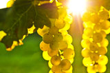 Yellow+grapes+growing+on+vine+in+bright+sunshine+