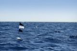 Blue+ocean+with+longline+flag+fishing+floating+beacon+in+Spain