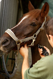 Horse+portrait.+Man+shaving+brown+horse+neck