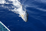 Blue+fin+tuna+Mediterranean+big+game+fishing+and+release+