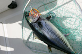 Blue+fin+tuna+Mediterranean+big+game+fishing+and+release+