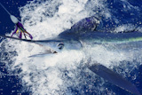 Beautiful+white+marlin+real+bill+fish+on+atlantic+water+sport+fishing