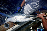 Billfish+white+Marlin+catch+and+release+on+boat+board