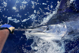 Atlantic+white+marlin+big+game+sport+fishing+over+blue+ocean+saltwater