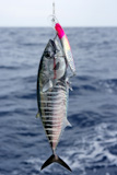 Blue+fin+bluefin+tuna+catch+and+release+on+Mediterranean