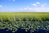 Blue+sky+in+Florida+Everglades+wetlands+green+plants+horizon%2C+nature