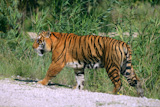 Bengala+tiger+outdoor+portrait+walking+