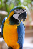 Blue+and+gold+yellow+macaw+tropical+