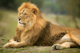 Beautiful+Lion+wild+male+animal+portrait+king+of+jungle