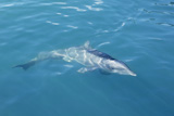 Clever+dolphin+swimming+in+blue+swimming+in+blue+turquoise+water%2C+beauty