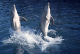 Dolphin+acrobacy+during+dolphins+show+in+Caribbean+sea%2C+beauty