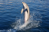 Dolphin+acrobacy+during+dolphins+show+in+Caribbean+sea%2C+nature