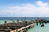 Caribbean+old+aged+wooden+dock+with+seagull+and+pelikan+sea+birds