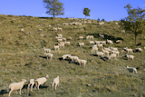 flock+of+sheep+in+mountain+side+in+a+sunny++day