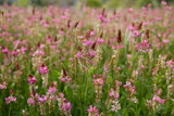 Beautiful+Vicia+Tinctoria+pink+flower+plant+used+for+natural+dye%2C+nature