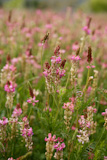 Beautiful+Vicia+Tinctoria+pink+flower+plant+used+for+natural+dye%2C+nature