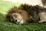 Afican+male+lion%2C+very+relaxed+sleeping%2C+laying+down+over+the+grass