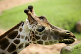 Girafe+from+Africa%2C+detail+of+head+eating+green+grass
