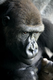 Gorilla+ape+close+up+portrait+with+mostly+human+expresions