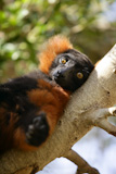 Brown+orange+lemur+from+Madagascar+island+lied+on+a+branch