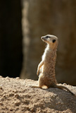 African+suricata+standing+alert