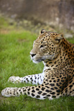 African+leopard+on+resting+over+green+grass