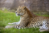 African+leopard+on+resting+over+green+grass