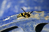 Wasp+bug%2C+yellow+jacket+over+blue+metal+wheel+outdoors