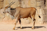 Eland+Antelope+on+a+sandy+hot+environment