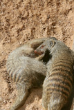 Two+dwarf+mongoose%2C+couple+playing+over+sand