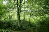 Beech+green+magic+forest+with+sun+reflections+in+Irati