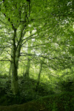 Beech+green+magic+forest+with+sun+reflections+in+Irati