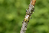 Black+and+yellow+striped+spider+in+a+tree+branch+in+Pyrenees