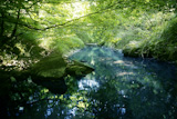 Beech+forest+trees+with+river+flow+under+shadows