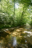 Beech+forest+trees+with+river+flow+under+shadows