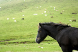 Horse+landscape+in+the+green+meadow+Pyrenees+view