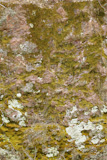 Background+stone+moss+texture+in+red+and+green+colors