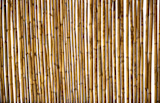 Dry+golden+dry+cane+texture+background