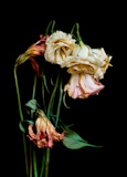 A+bouquet+of+dried+dying+flowers+on+a+black+background.