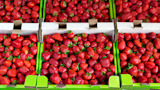 Freshly+picked+strawberries+on+display+at+a+farmer%27s+market.