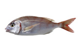 common+pandora+fish+pagellus+erythrinus+isolated+on+white