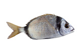 diplodus+vulgaris+fish+two+band+bream+isolated+on+white