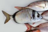 diplodus+vulgaris+fish+two+band+bream+in+mediterranean+fisherman+catch