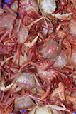 crab+from+mediterranean+sea+catch+on+market+background+texture