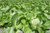 cabbage+green+vegetables+field+in+spring+farmland+agriculture+++