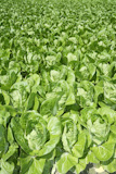 cabbage+green+vegetables+field+in+spring+farmland+agriculture+++